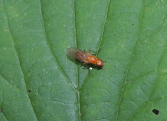 Dryomyzidae