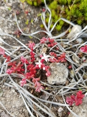 Sedum smallii