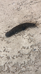 Belocaulus angustipes