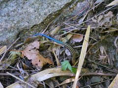 Plestiodon japonicus