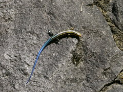 Plestiodon japonicus