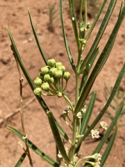 Asclepias labriformis