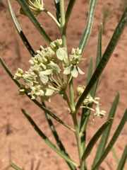 Asclepias labriformis