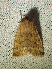 Eupsilia tristigmata