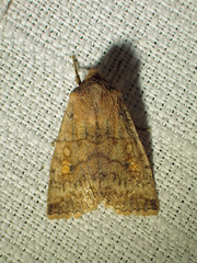 Eupsilia tristigmata