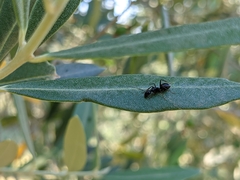 Camponotus vagus