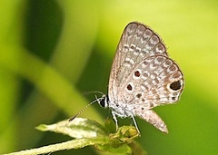 Hemiargus ceraunus filenus