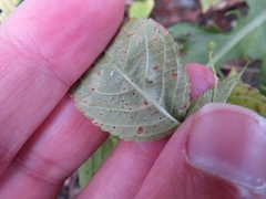 Puccinia komarovii