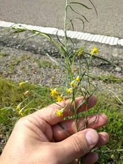 Gutierrezia californica
