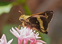 Atalopedes mesogramma