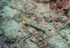 Gobius xanthocephalus