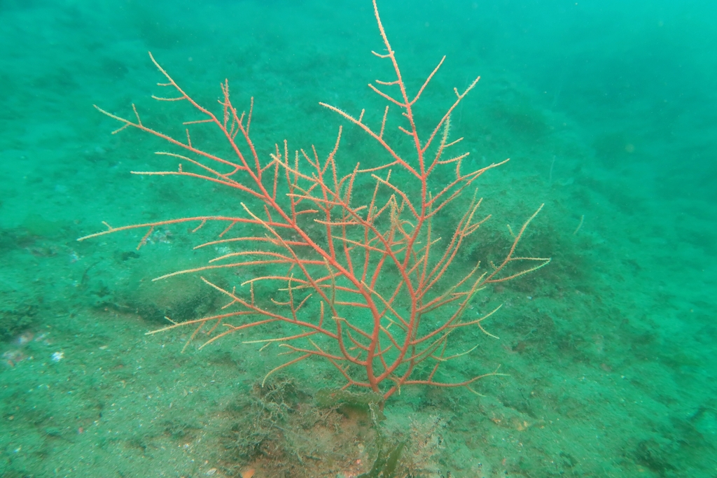 Photo of Warty gorgonian (Leptogorgia sarmentosa)