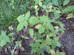 Puccinia komarovii