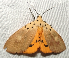 Asota iodamia