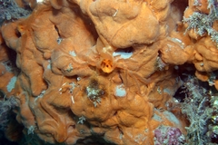 Spirastrella cunctatrix