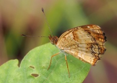 Anthanassa frisia