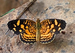Anthanassa frisia