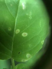 Puccinia circaeae