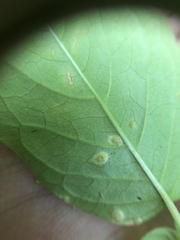 Puccinia circaeae