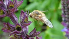 Bombylius minor