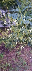 Styphnolobium japonicum