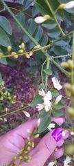 Styphnolobium japonicum