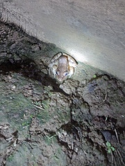 Leptodactylus insularum