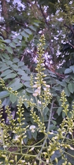 Styphnolobium japonicum