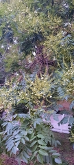 Styphnolobium japonicum