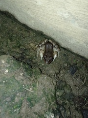 Leptodactylus insularum