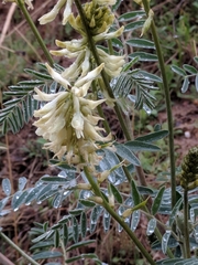 Astragalus oxyphysus