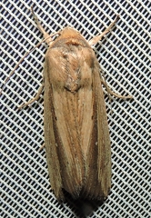 Leucania stenographa