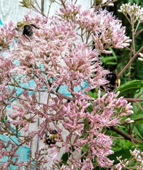 Bombus impatiens image