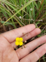 Physaria argyraea