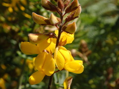 Adenocarpus lainzii