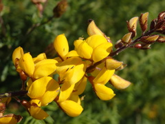 Adenocarpus lainzii