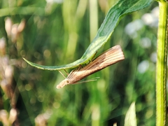 Agriphila tristella