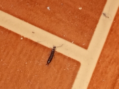 Euborellia annulipes