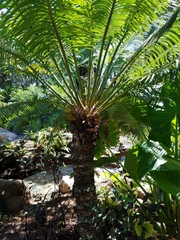 Cycas micronesica