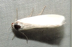 Scirpophaga