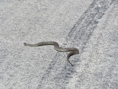 Nerodia sipedon insularum