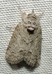Nycteola polycyma