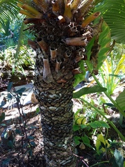 Cycas micronesica
