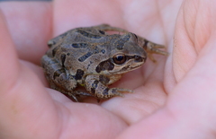 Pseudacris streckeri