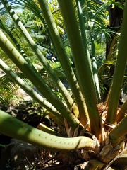 Cycas micronesica