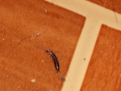 Euborellia annulipes