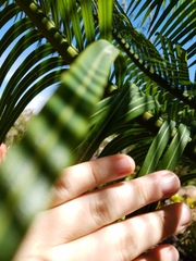 Cycas micronesica