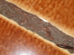 Euborellia annulipes