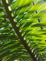 Cycas micronesica
