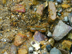 Hemigrapsus penicillatus